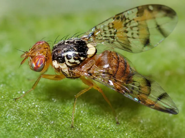 مگس میوه مدیترانه ای